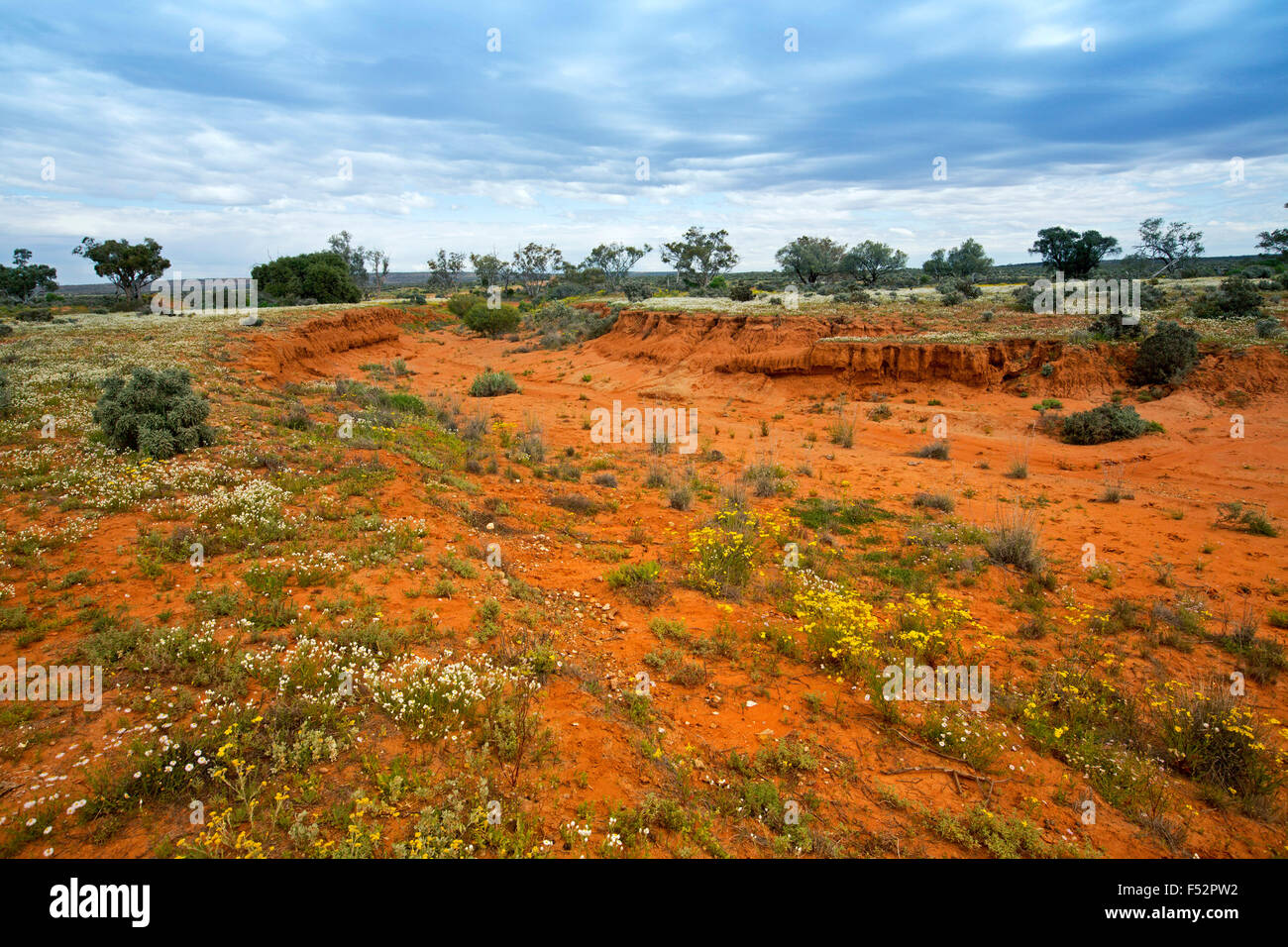 Paysage coloré outback australien avec de vastes plaines rouges sous ciel bleu moquette avec des fleurs jaune et blanc après la pluie Banque D'Images