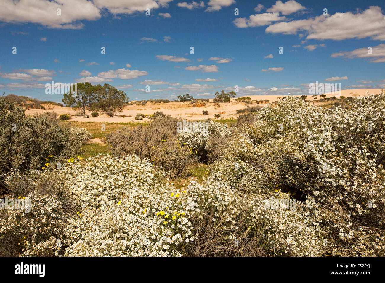 Outback australien cloaked paysage avec masse de fleurs blanches, Olearia pimeleoides daisy mallee, bush, sous ciel bleu Banque D'Images