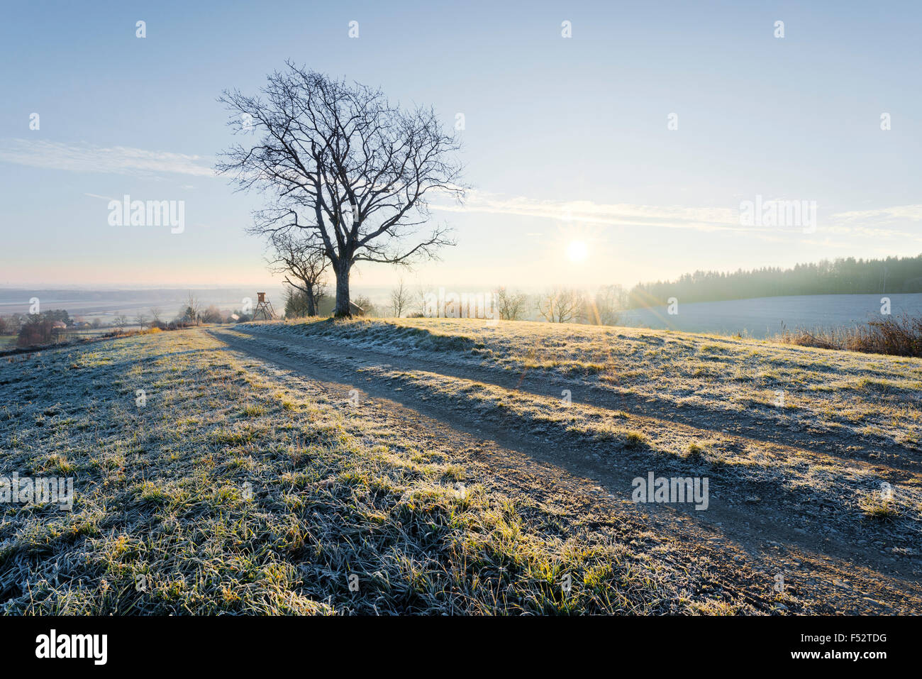 Décembre, matin, rétroéclairage, chemin, arbre, ciel, atmosphère, givre, hiver Banque D'Images Décembre, matin, rétroéclairage, chemin, arbre, ciel, atmosphère, givre, hiver Banque D'Images