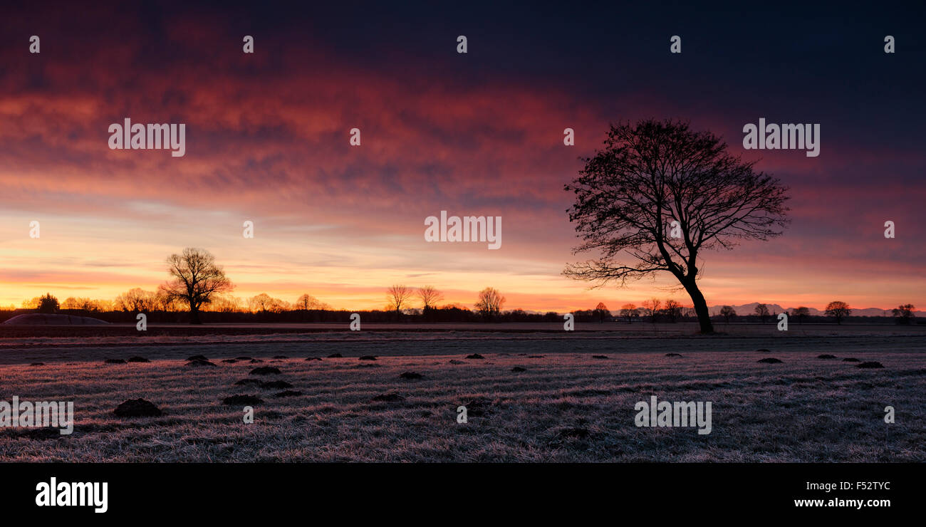 Décembre, matin, rétroéclairage, chemin, arbre, ciel, atmosphère, givre, hiver Banque D'Images Décembre, matin, rétroéclairage, chemin, arbre, ciel, atmosphère, givre, hiver Banque D'Images