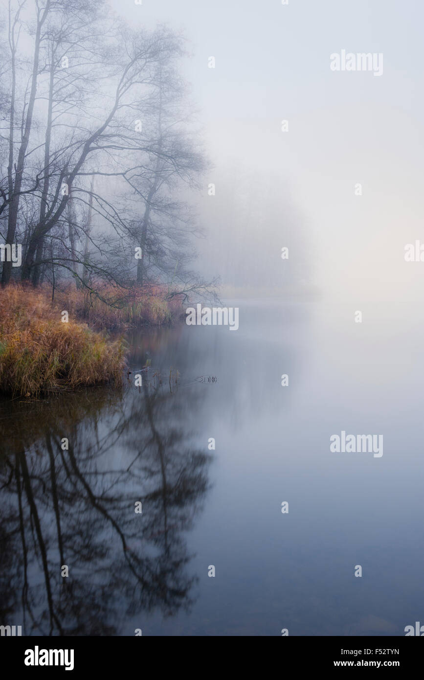 L'eau, étang, brouillard, de réflexion, de la lumière, le matin, l'atmosphère, les arbres, des roseaux Banque D'Images L'eau, étang, brouillard, de réflexion, de la lumière, le matin, l'atmosphère, les arbres, des roseaux Banque D'Images