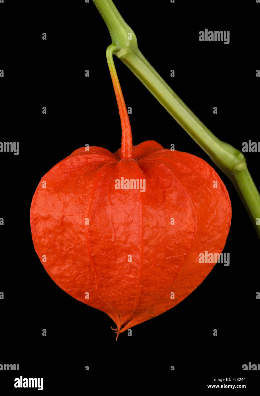 Physalis alkekengi, lampe chinoise sur fond noir Banque D'Images