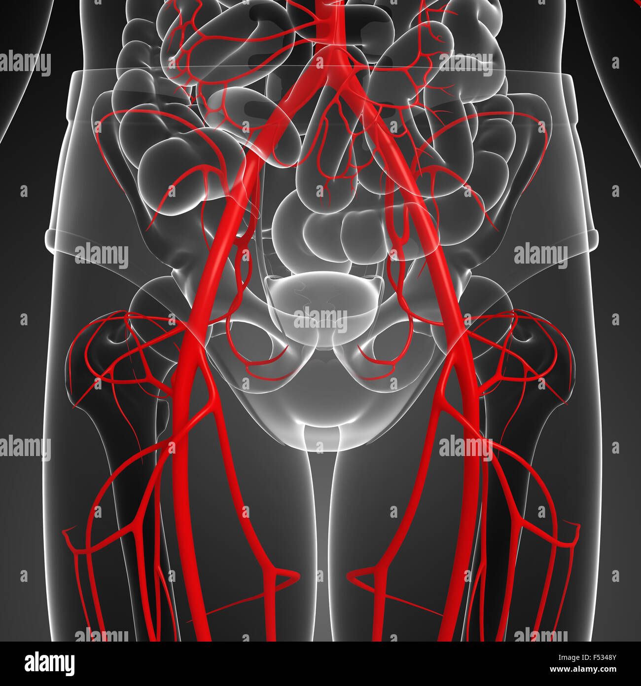 Rendu 3d illustration du système artériel humain Banque D'Images