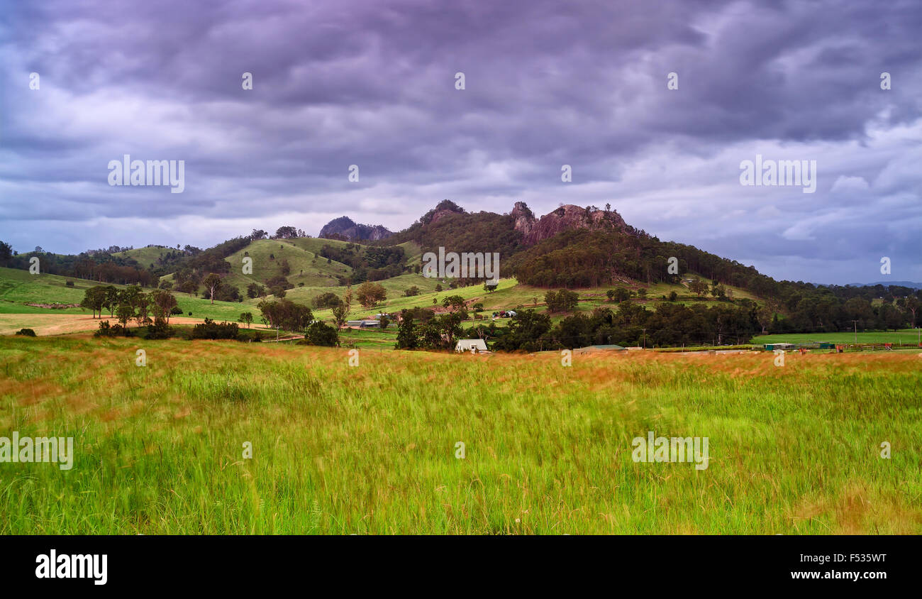 Champ de blé cultivées en milieu rural de la région agricole de l'Australie sur un jour d'été orageux avec Gloucester tops en zone de montagne Banque D'Images