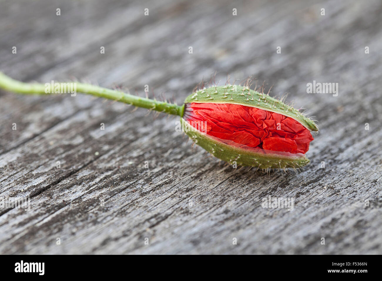 Fleur de pavot, Bud, rouge Banque D'Images