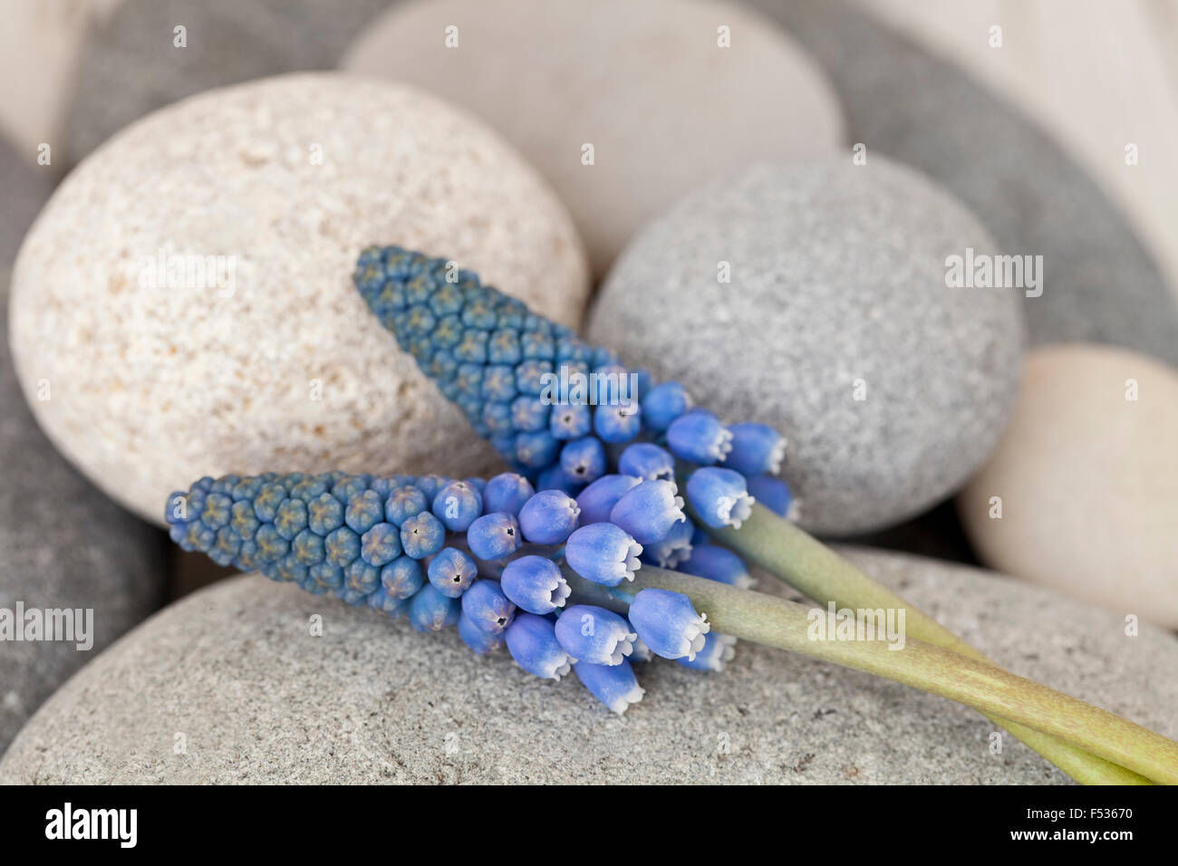 Muscari, muscaris, fleurs, pierres, close-up, Banque D'Images