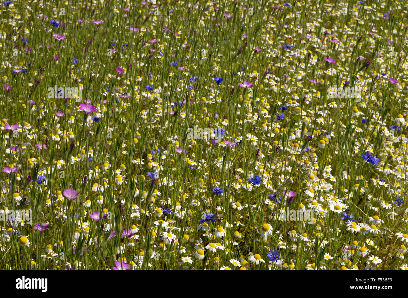 Wild Flower meadow Banque D'Images