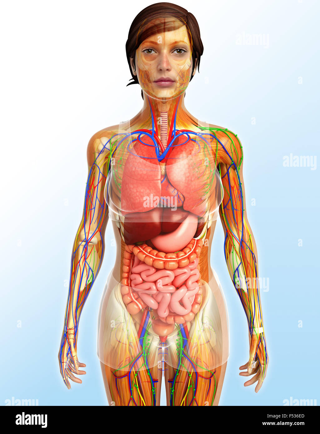 Système nerveux PNG transparents - StickPNG, image size:1025x1390