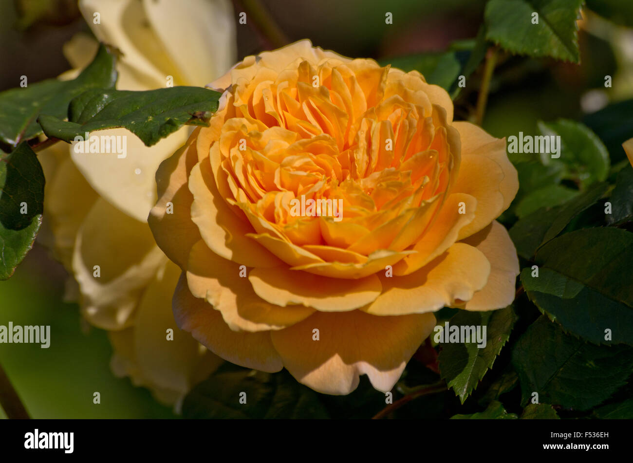 Rose La Princesse Margareta Banque D'Images