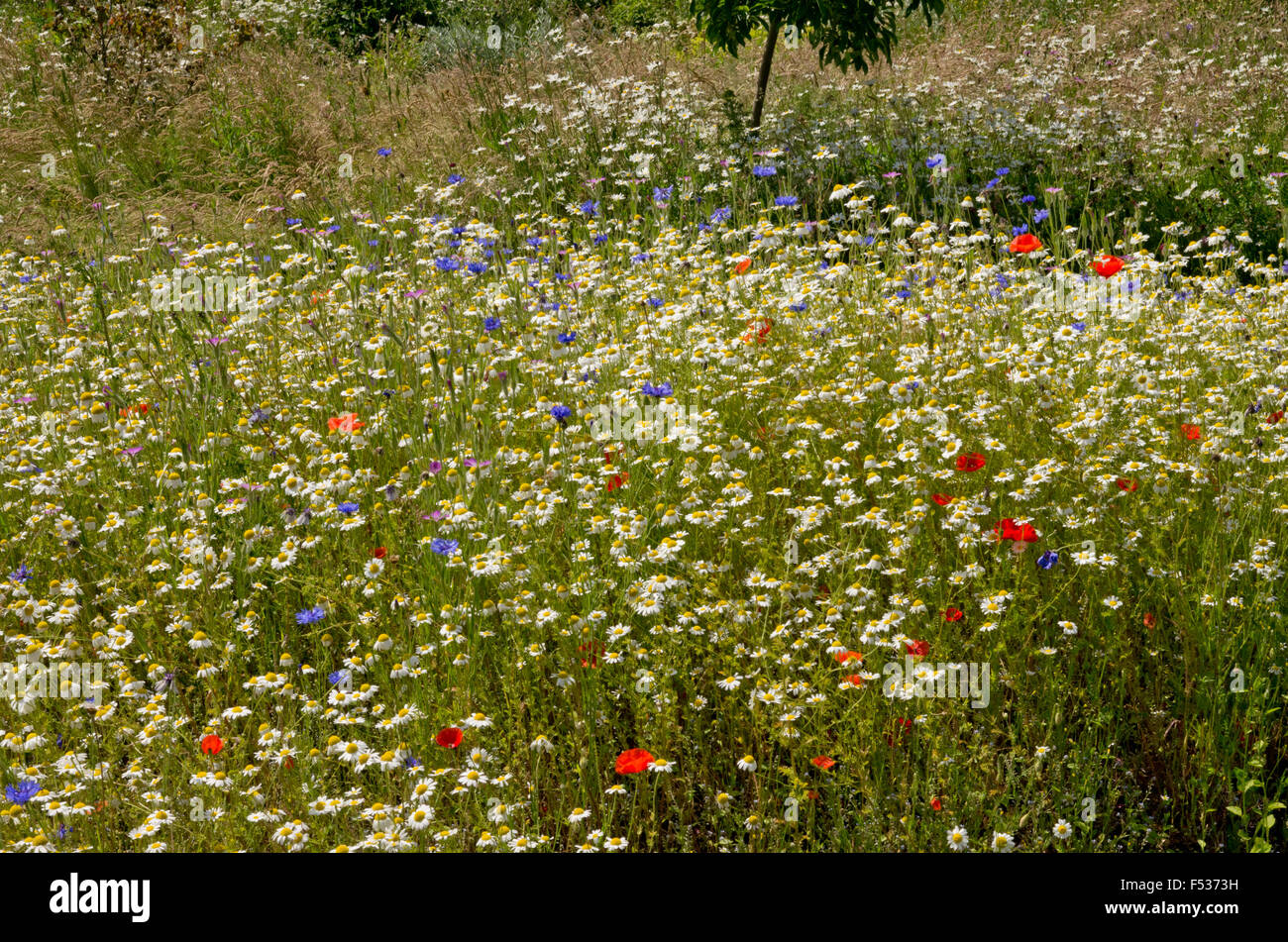 Wild Flower meadow Banque D'Images