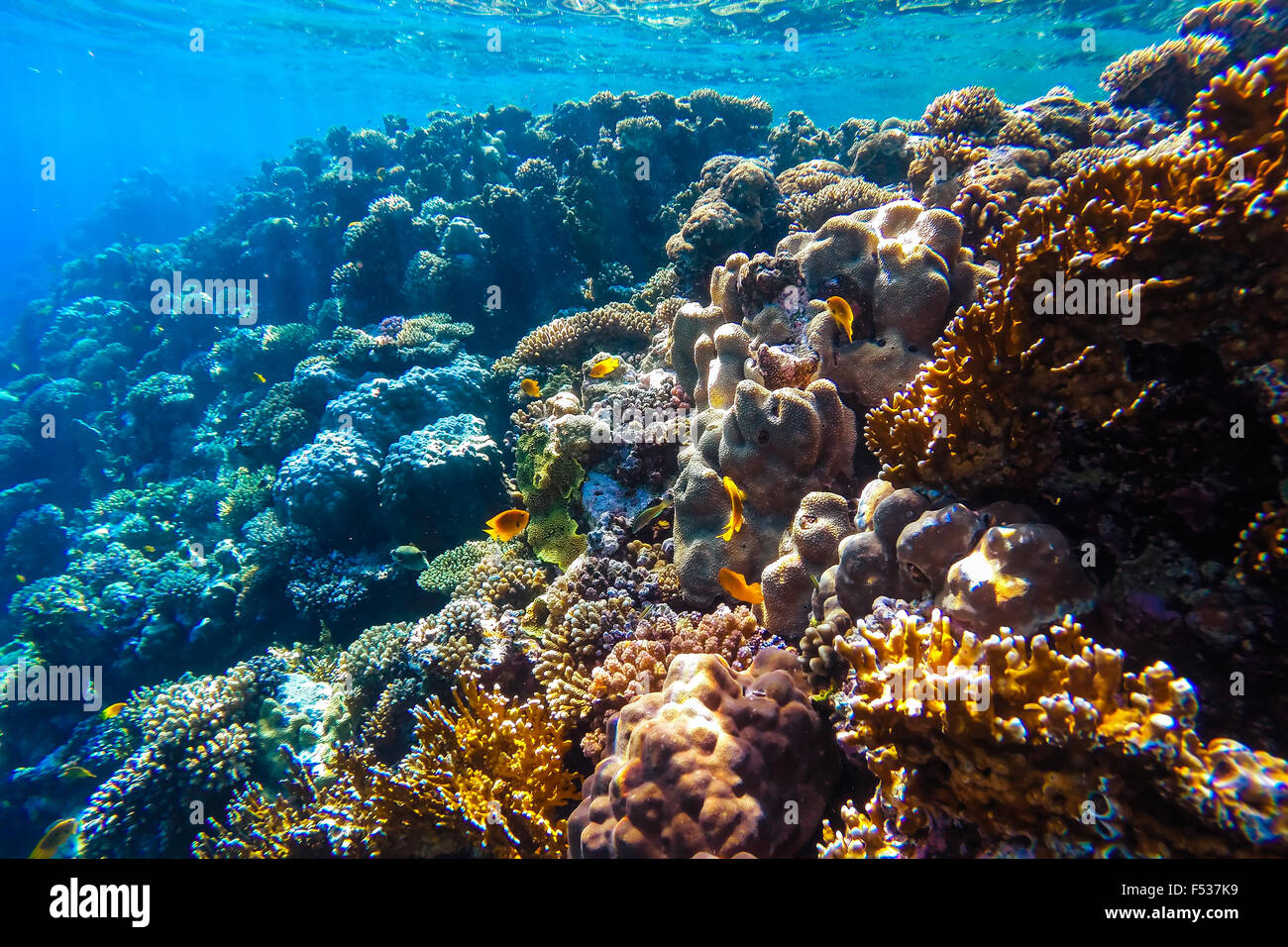 Les récifs coralliens de la mer rouge avec des coraux durs, poissons et ciel ensoleillé brille à travers l'eau propre - photo sous-marine Banque D'Images