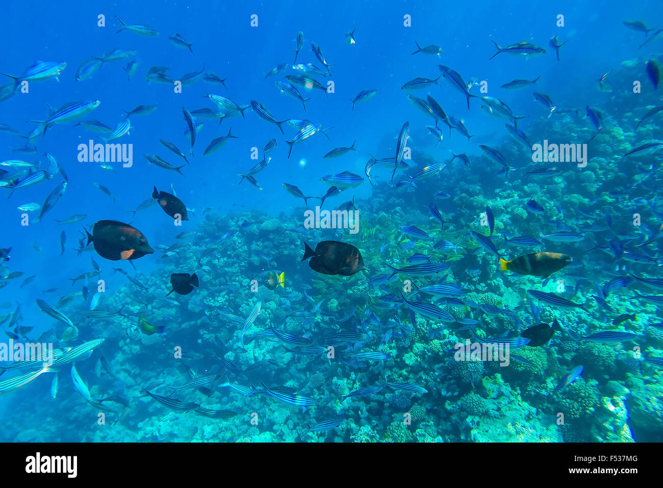 Les récifs coralliens de la mer rouge avec des coraux durs, poissons et ciel ensoleillé brille à travers l'eau propre - photo sous-marine Banque D'Images