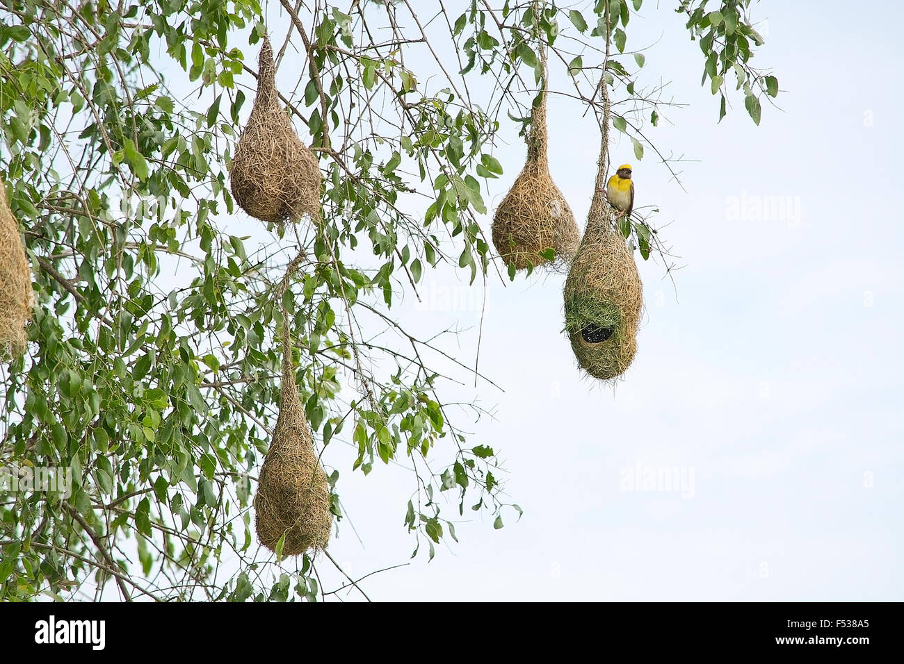Weaver nid suspendu à un arbre près de l'océan Indien en parc national de Yala, au Sri Lanka en décembre. Banque D'Images