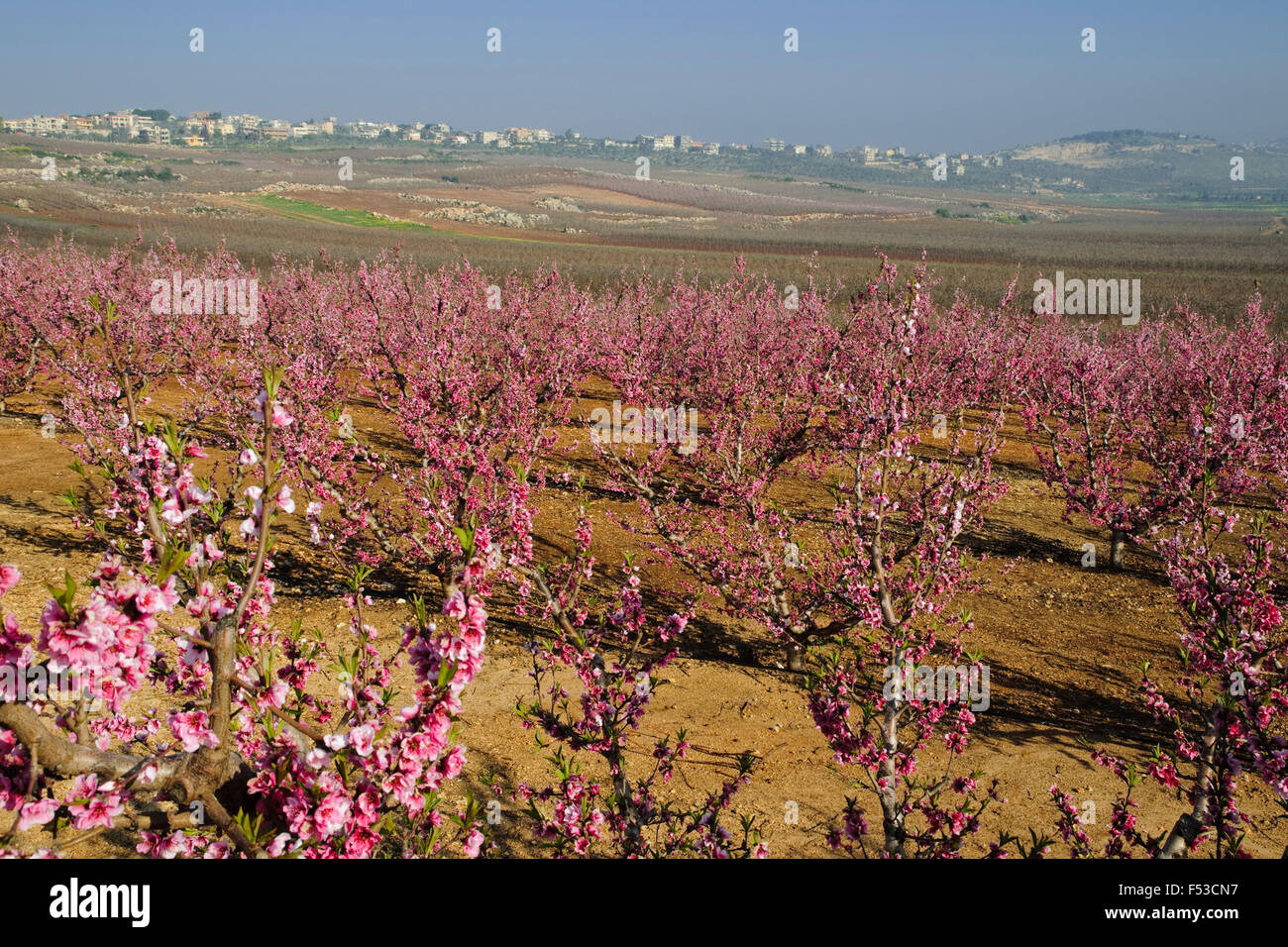 Apple tree blossoms, vue sur les plantations d'Apple pour le Liban, Metulla, frontière pour le Liban, Galilée, Israël Banque D'Images