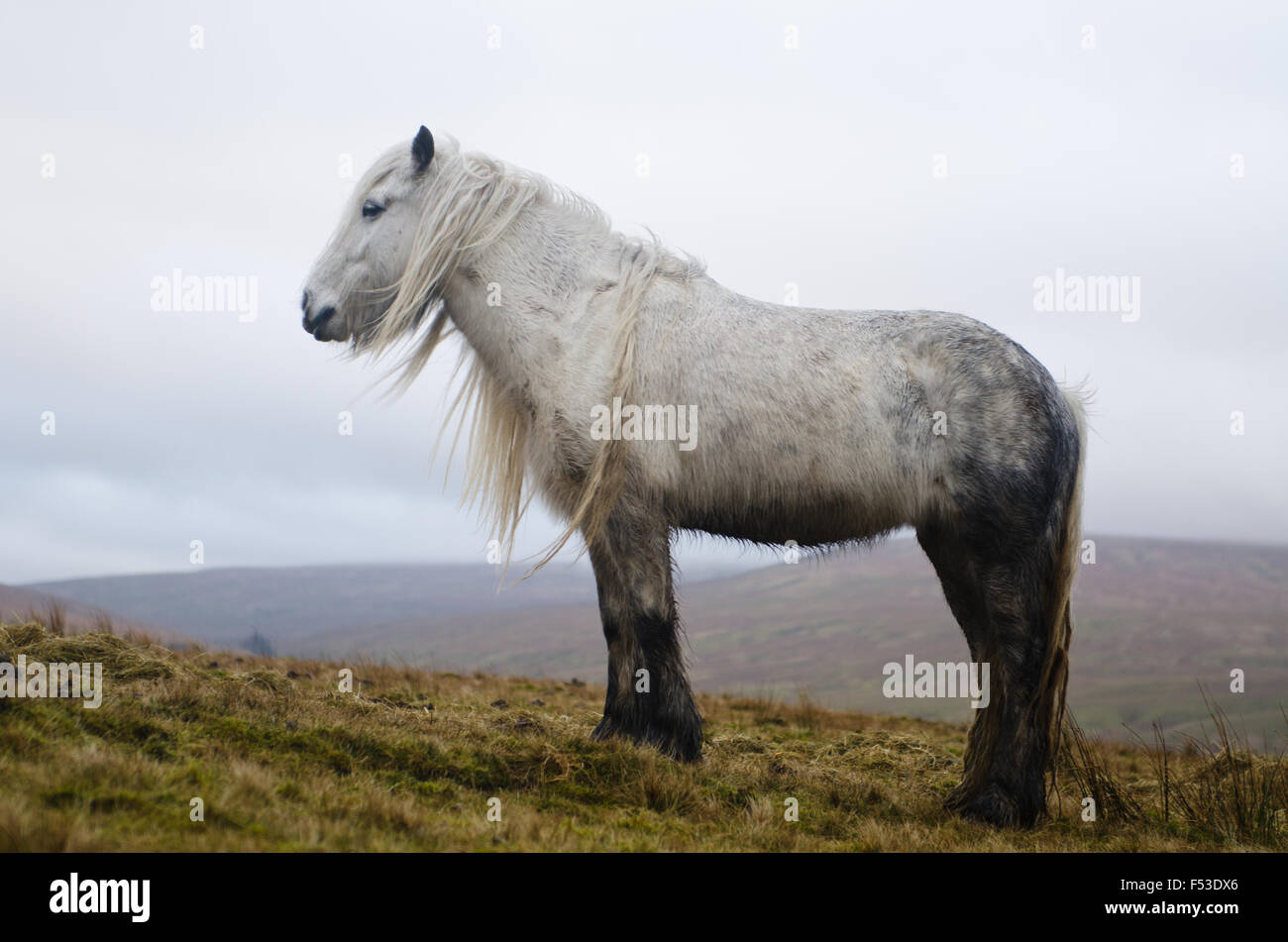 Promenades dans la nature à cumbria Royaume-Uni avec des chevaux sauvages Banque D'Images