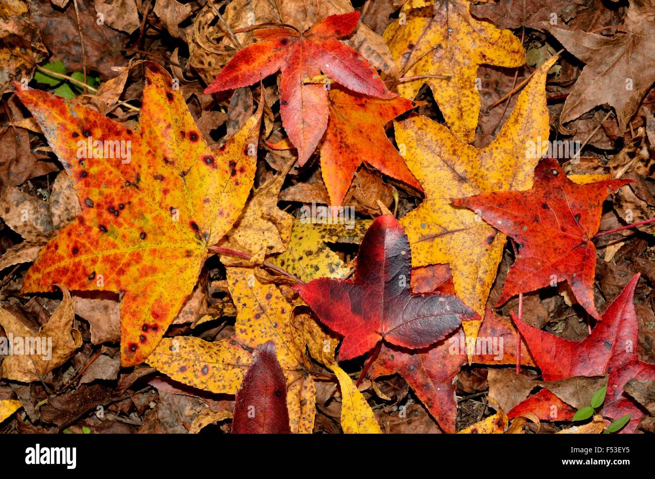 Motif de feuilles d'automne Banque D'Images