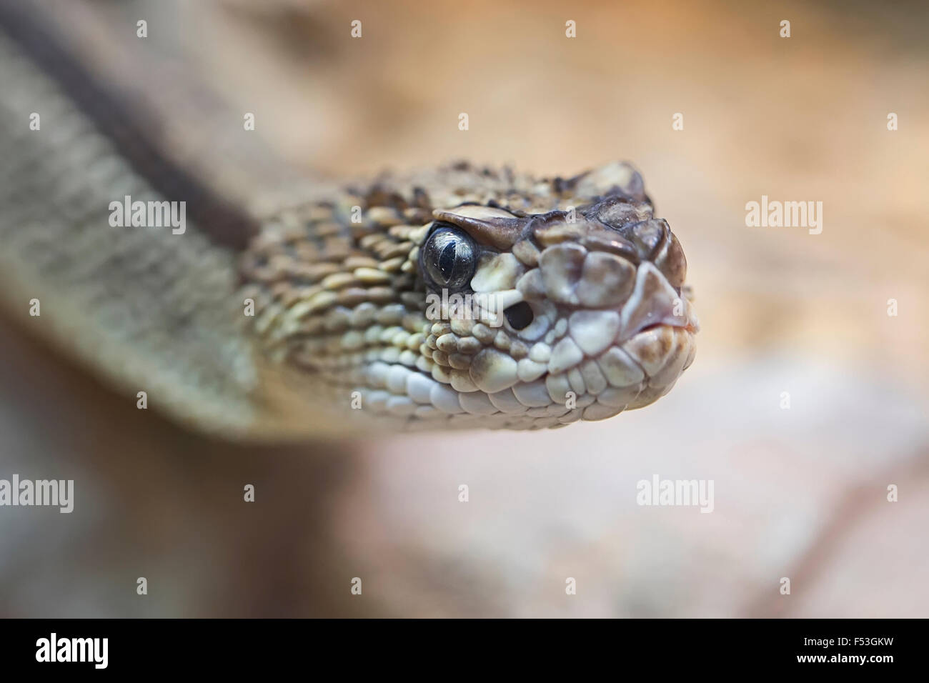 Un serpent, close-up Banque D'Images