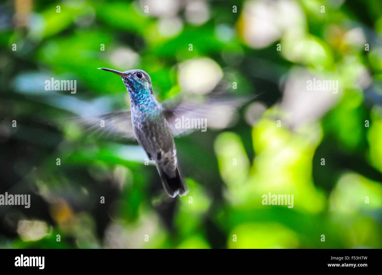 Hummingbird à Iguazu Falls, l'une des nouvelles Sept merveilles de la Nature, Brésil Banque D'Images