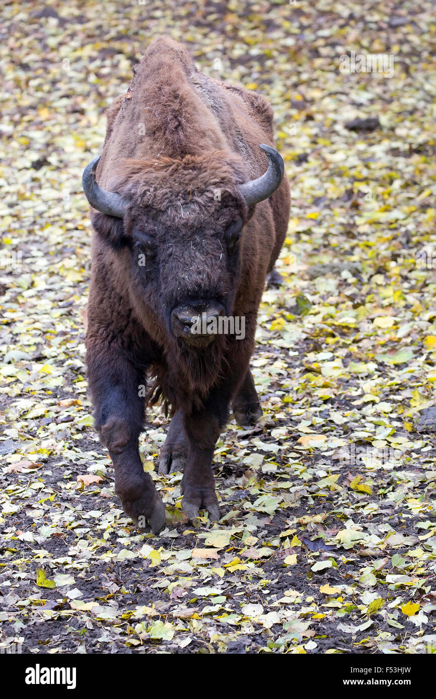Le Bison à l'état sauvage Banque D'Images Le Bison à l'état sauvage Banque D'Images