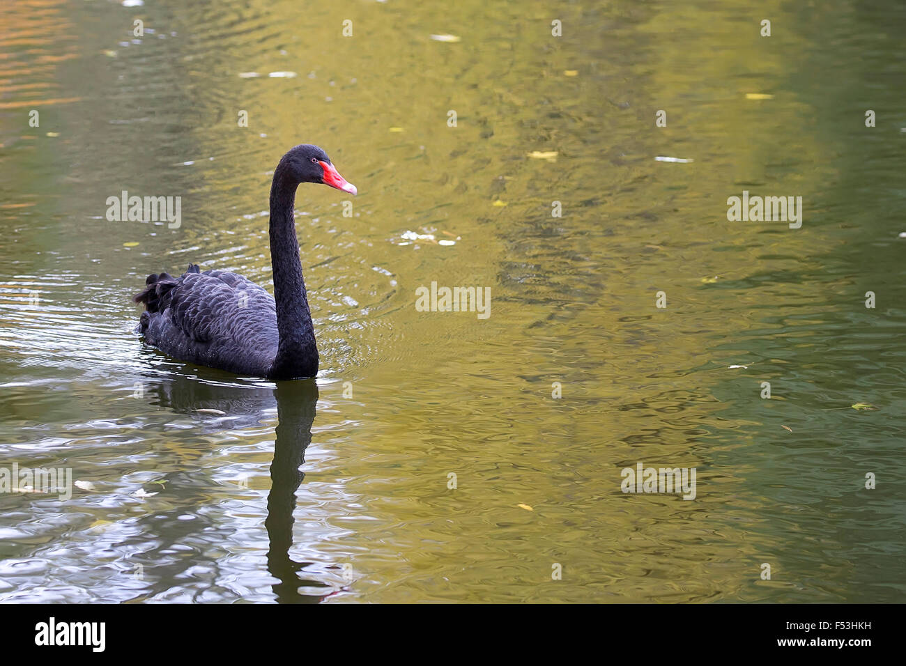 Cygne Noir sur le lac Banque D'Images Cygne Noir sur le lac Banque D'Images