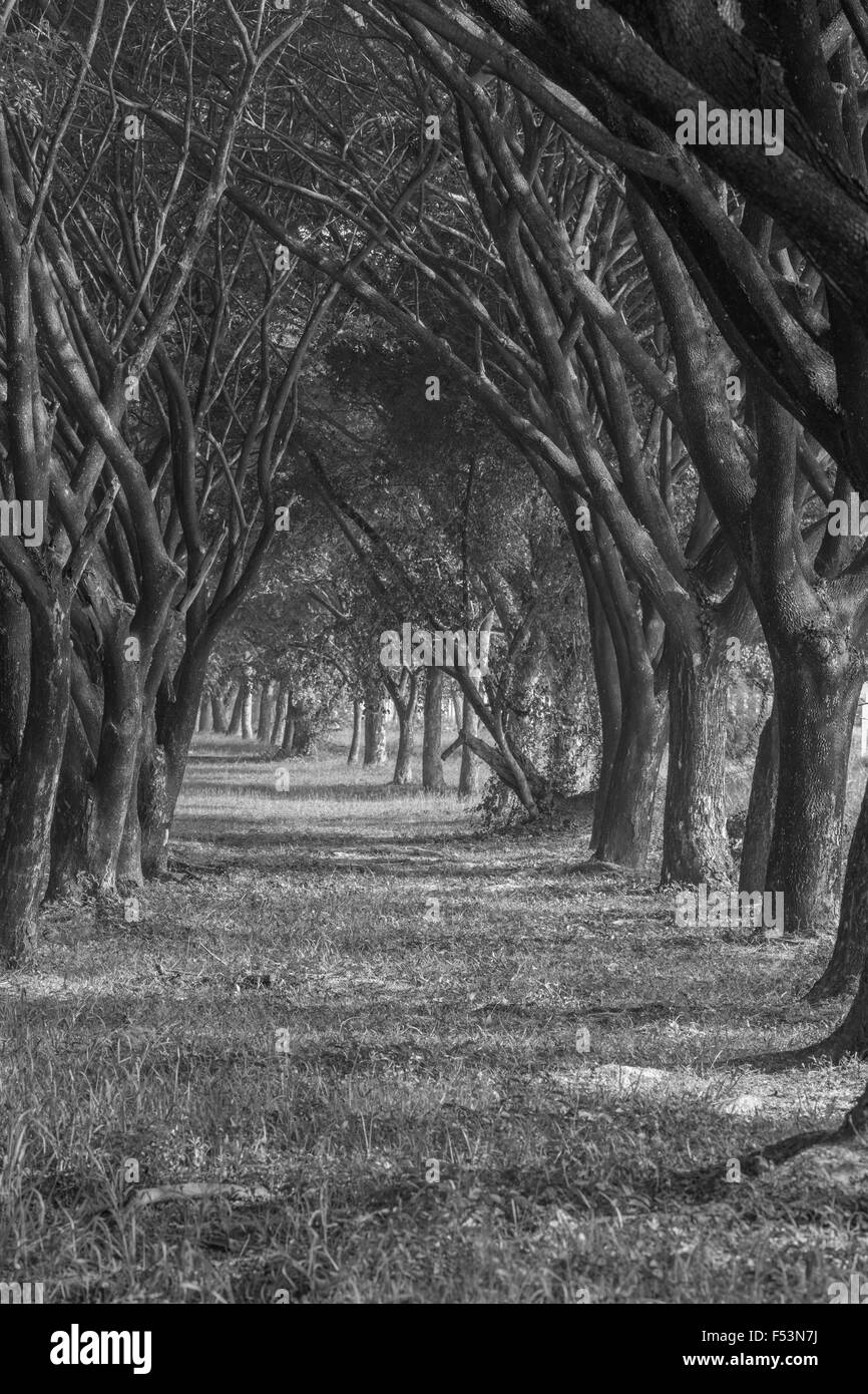 Cours avec gazon naturel Samanea saman, Big rain tree (noir et blanc) Banque D'Images