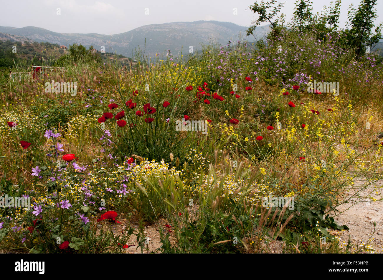 Au printemps de pavot commun autour du village de montagne en Turquie Sirince. Im Frühjahr blüht der Klatschmohn im türkischen Sirince. Banque D'Images