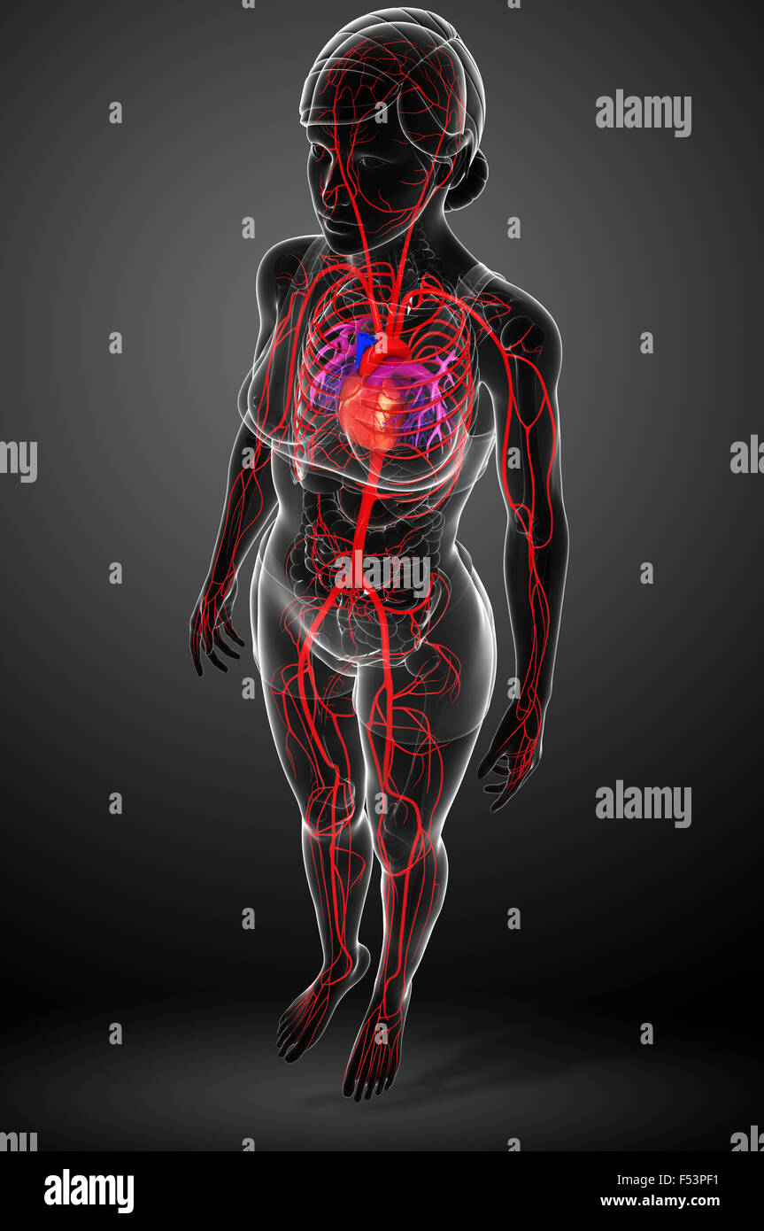 Rendu 3d illustration du système artériel femelle Banque D'Images
