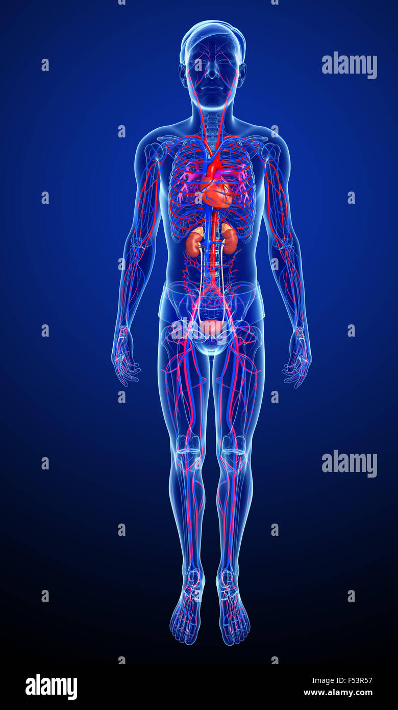 Rendu 3d illustration de l'homme système artériel Banque D'Images