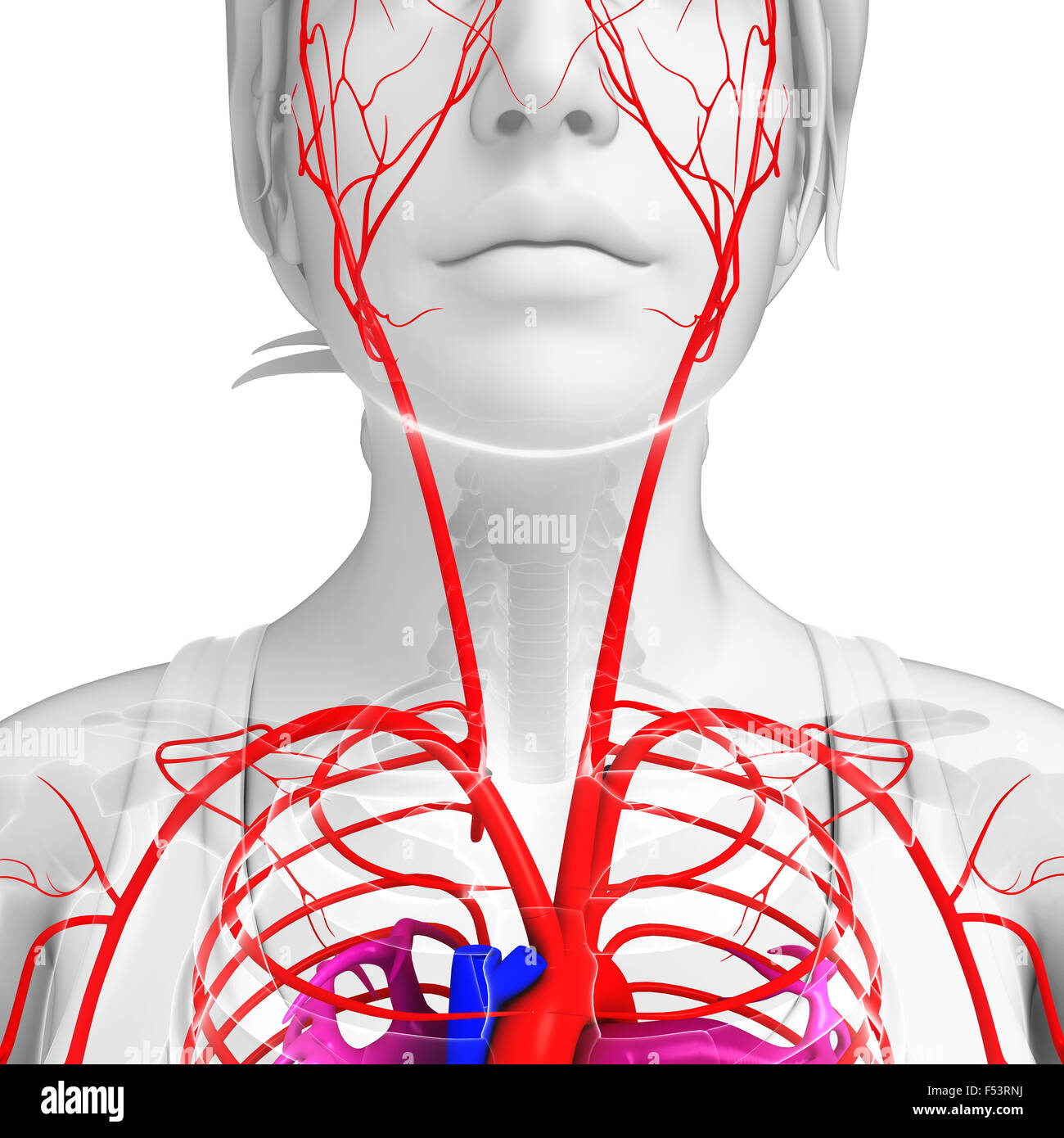 Rendu 3d illustration du système artériel femelle Banque D'Images