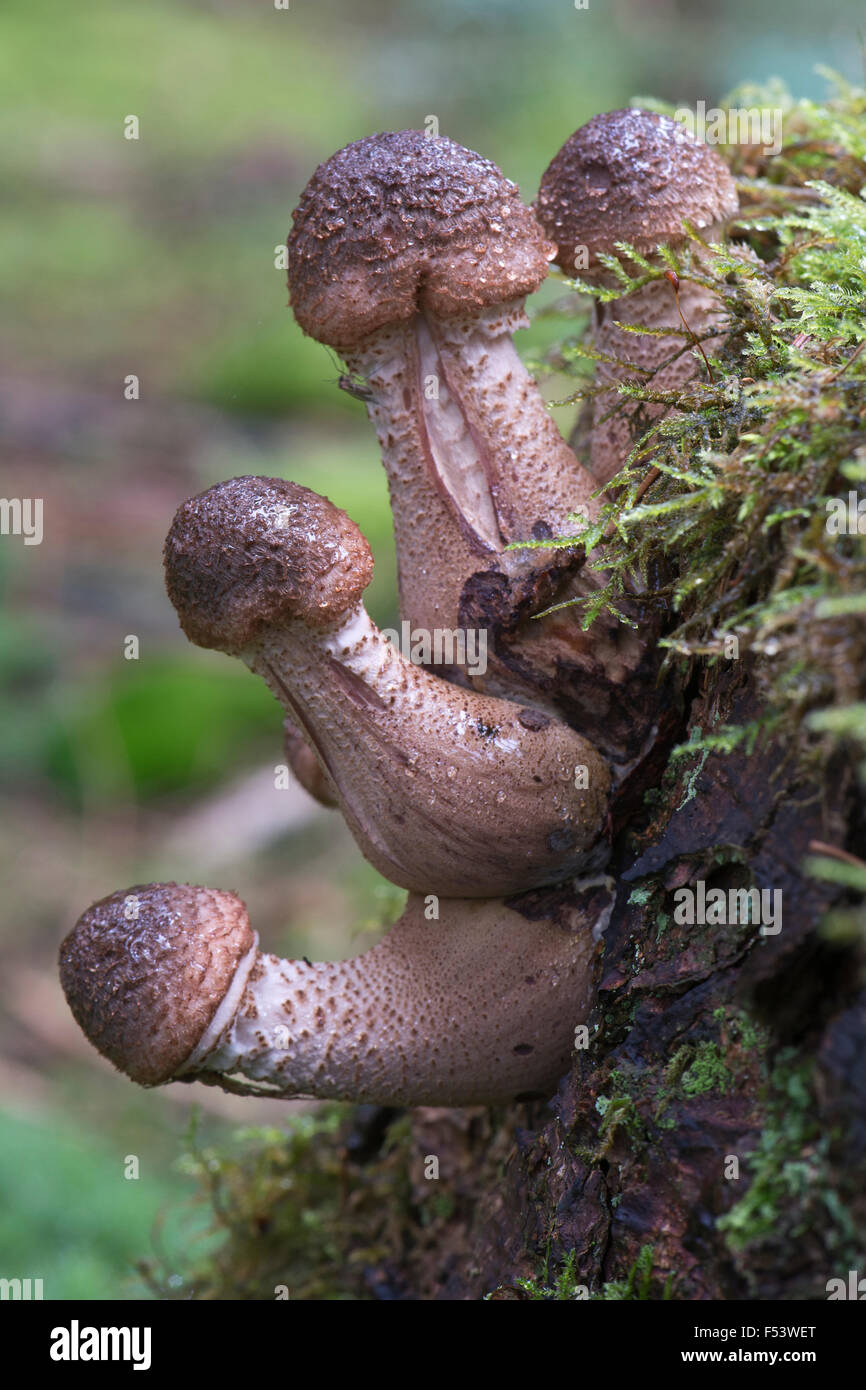 Champignon Armillaria Humongous (solidipes), de l'Ems, Basse-Saxe, Allemagne Banque D'Images