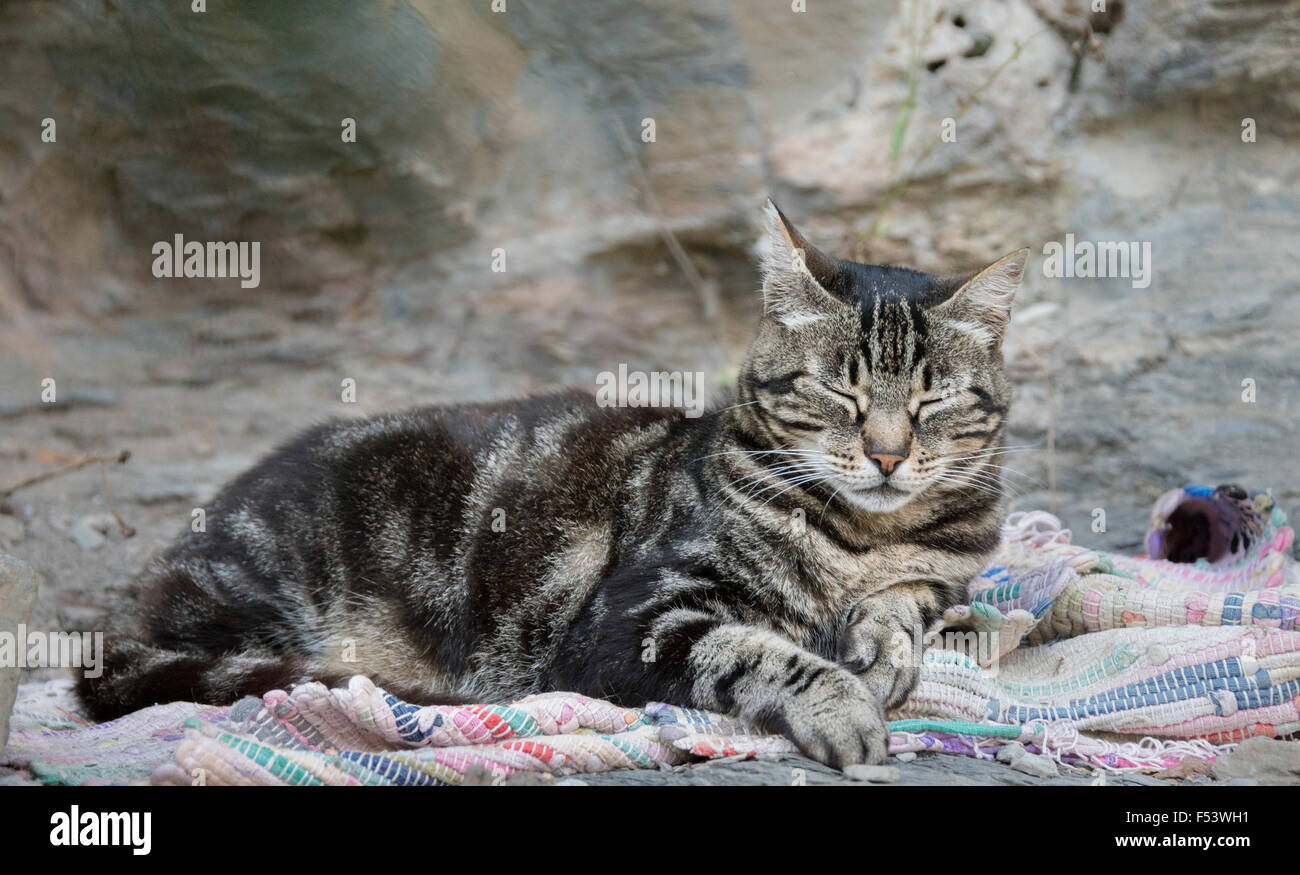 Chat tigré dormir sur la moquette, Corse, France Banque D'Images