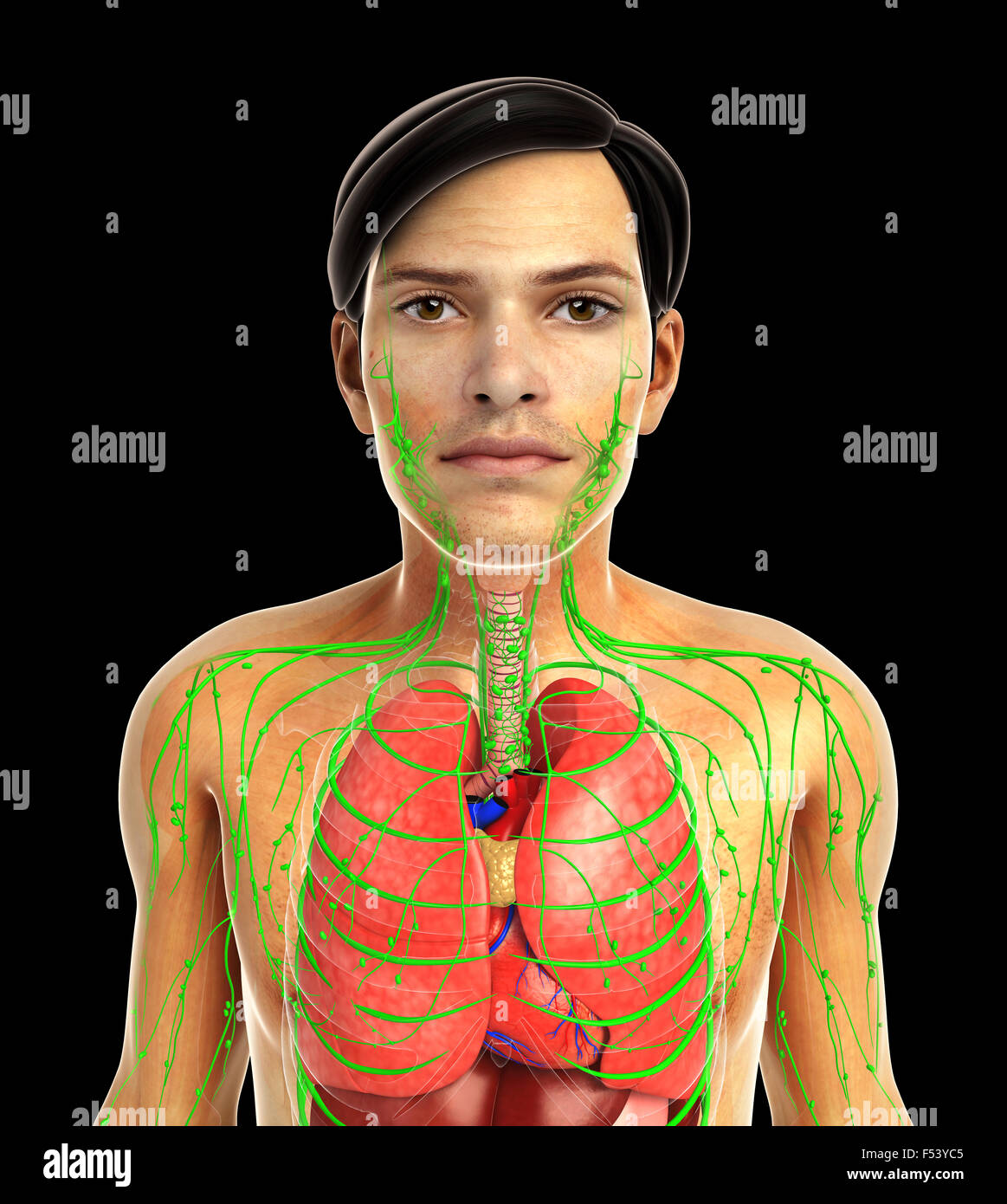 Rendu 3d illustration de l'anatomie du corps humain Banque D'Images