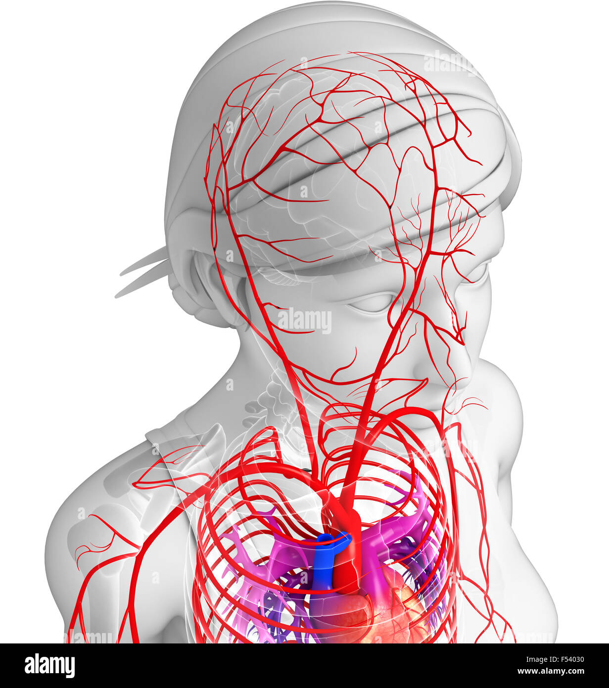 Rendu 3d illustration du système artériel femelle Banque D'Images