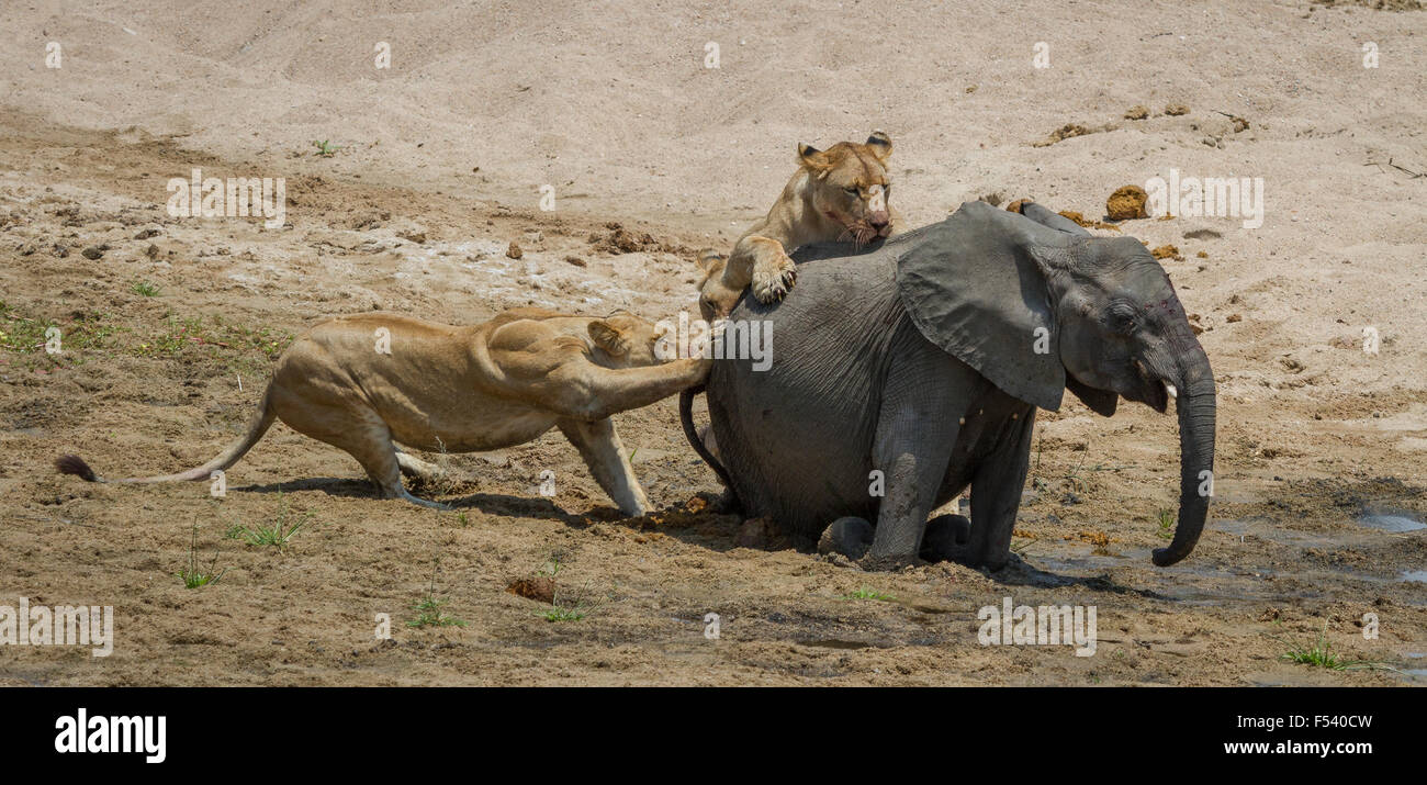 Un groupe de lions déroulez un elephant calf malgré une tentative de sauvetage d'un autre éléphant adultes. Banque D'Images