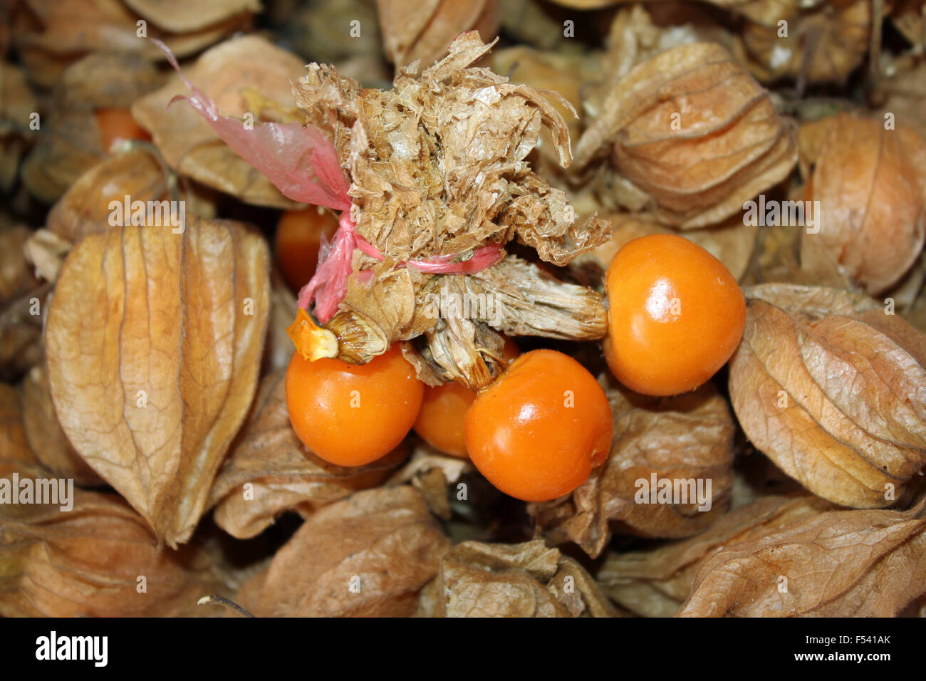Un Pichuberry «superaliment péruvienne' contenant des quantités élevées de vitamine D Banque D'Images