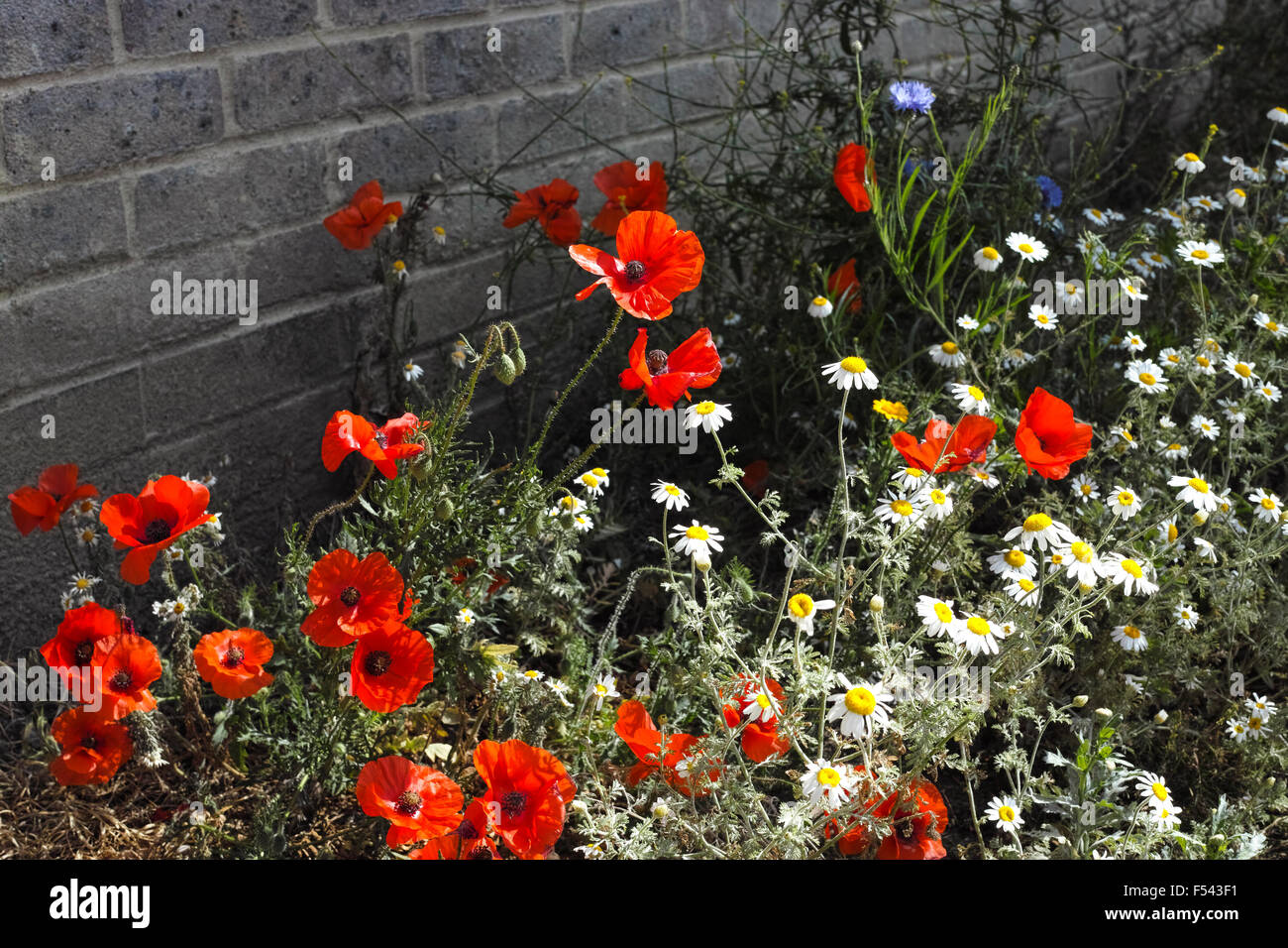 Des coquelicots sauvages en fleur parmi d'autres fleurs sauvages dans un environnement urbain Banque D'Images