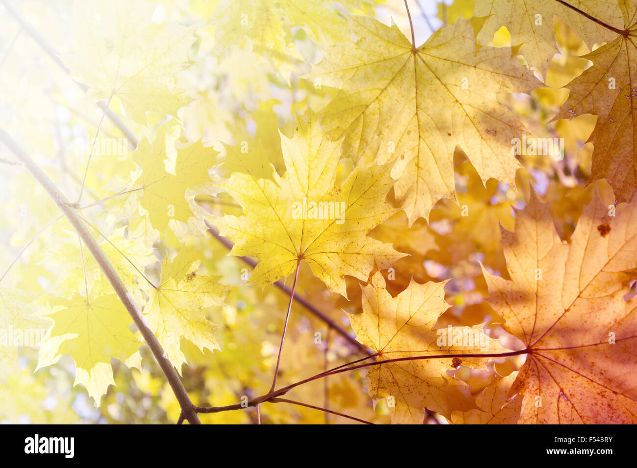 Automne fond - feuilles jaunes - automne nature Banque D'Images