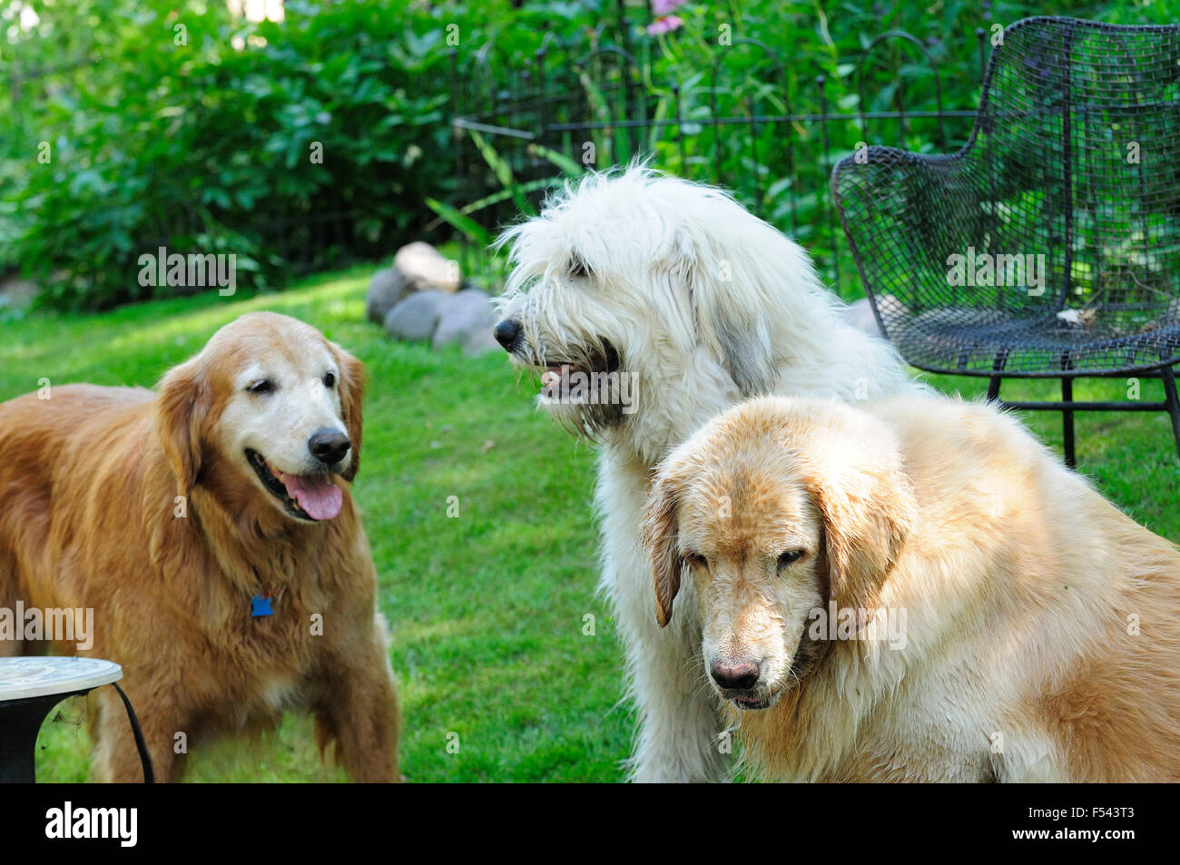 Trois chiens au pool party. Banque D'Images