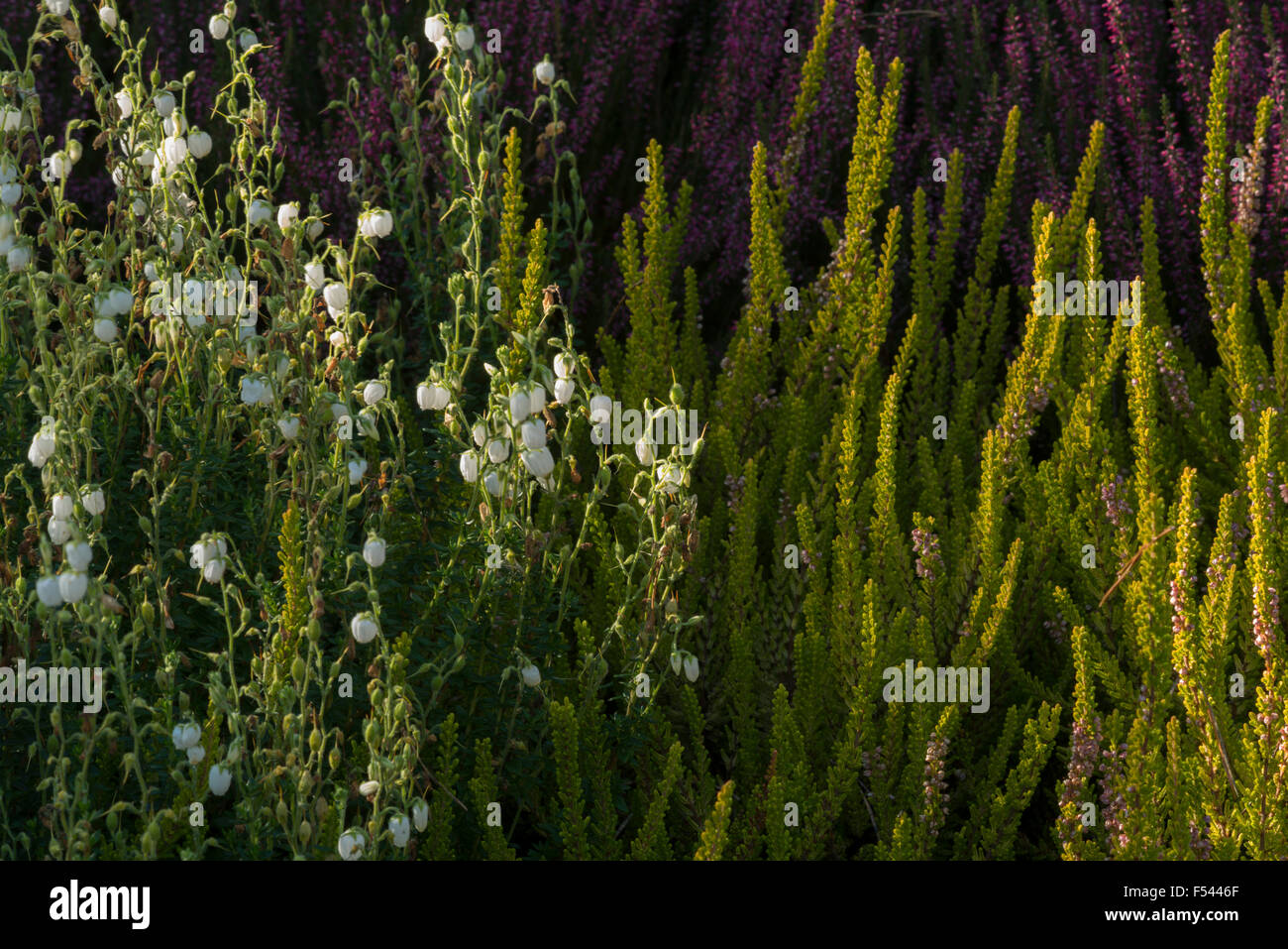 Close up de la fin de l'automne bruyères dans la lumière du soleil Banque D'Images