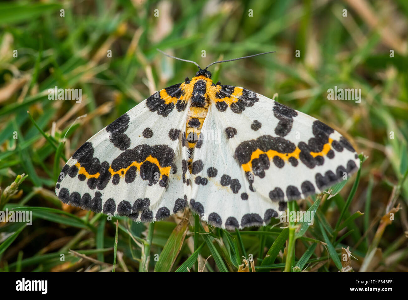 Abraxas grossulariata papillon dans l'herbe à l'été Banque D'Images