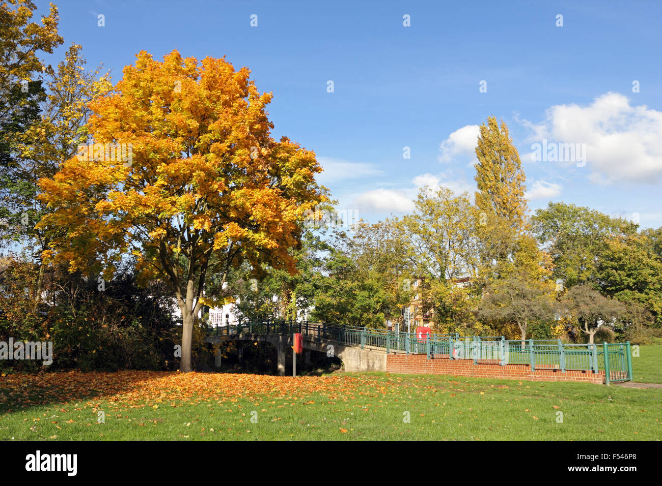 Sunbury on Thames, Surrey, UK. 27 octobre 2015. Un après-midi de soleil dans le sud-est de l'Angleterre avec un ciel bleu et des températures atteignant un doux 19 degrés. À côté de la Tamise à Sunbury les arbres sont une lueur dorée de couleurs d'automne. Credit : Julia Gavin UK/Alamy Live News Banque D'Images