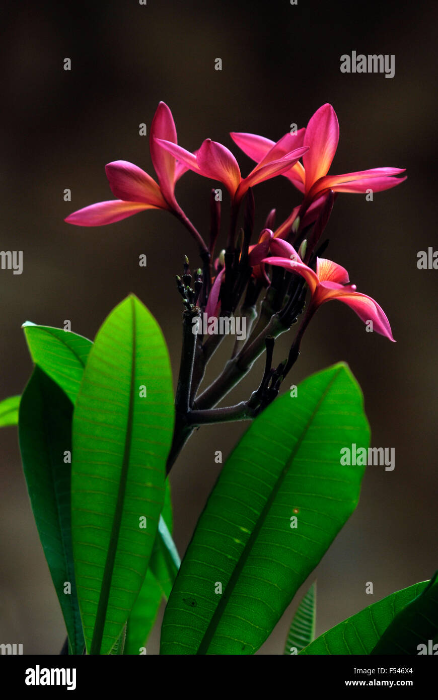 Fleur de frangipanier sur un fond sombre avec des feuilles Banque D'Images