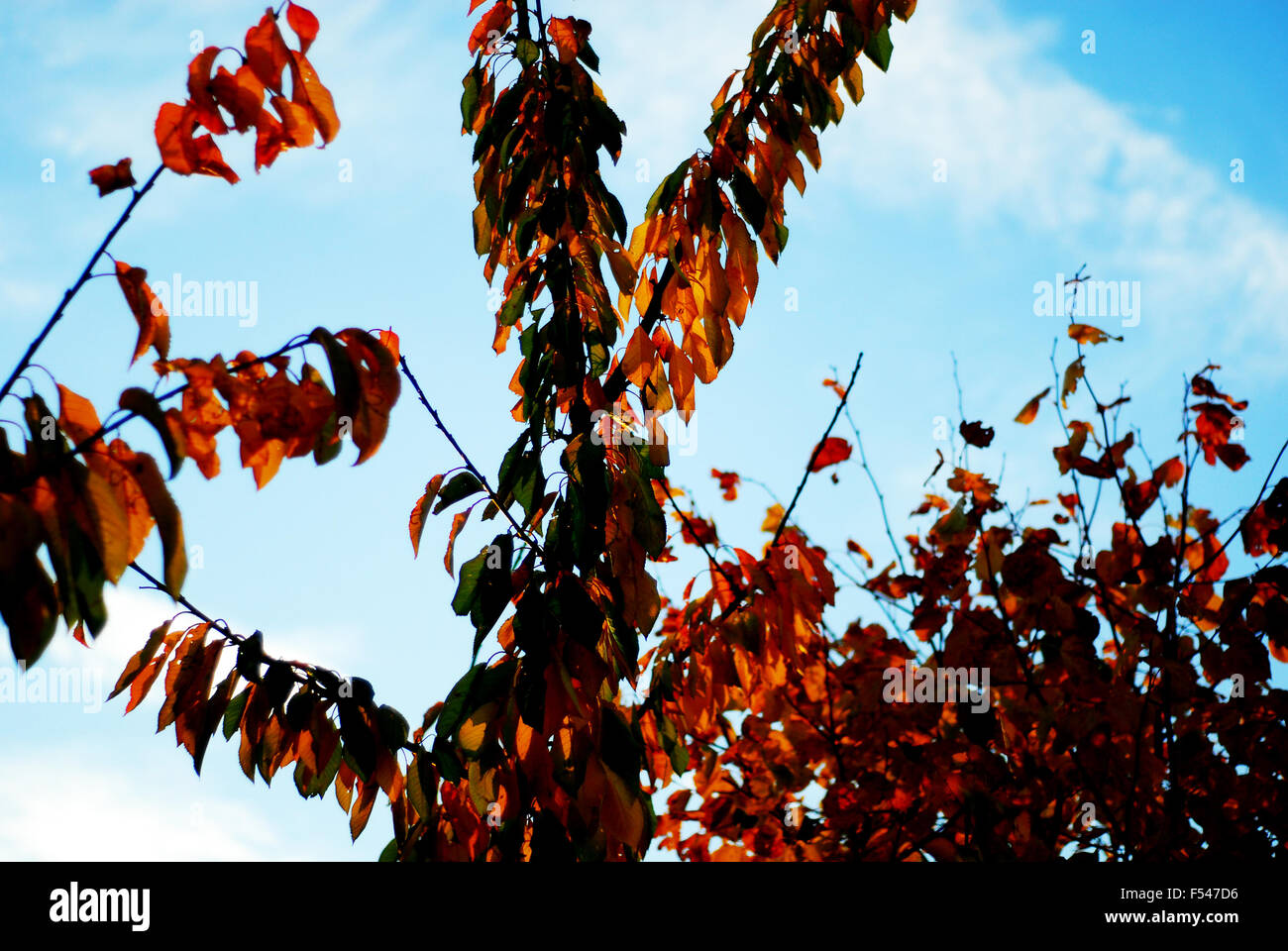 Résumé de l'automne,feuilles,vert,rouge,or,rouille,blanc, Banque D'Images