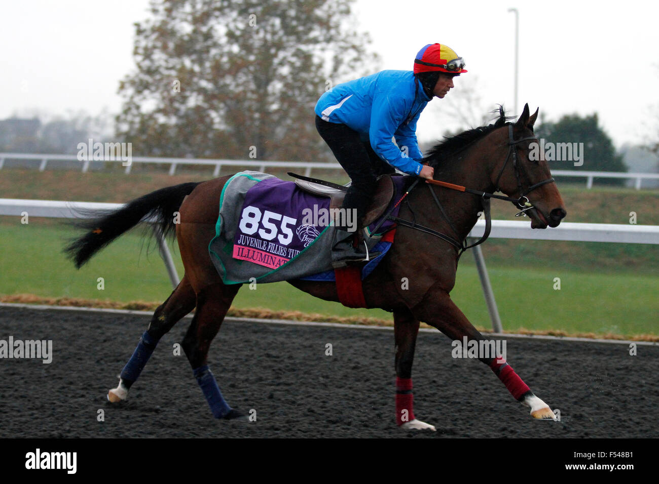 Lexington, Kentucky, USA. 27 Oct, 2015. 27 octobre 2015 : (IRE), trianed par Richard Hannon, et administré par Denford Stud, monté par Lanfranco Dettori, est entré dans la Breeder's Cup Turf pouliches pour mineurs. Candice Chavez/ESW/CSM/Alamy Live News Banque D'Images