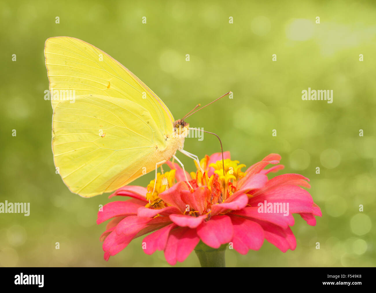 L'image de rêve d'un papillon bleu jaune vif Banque D'Images