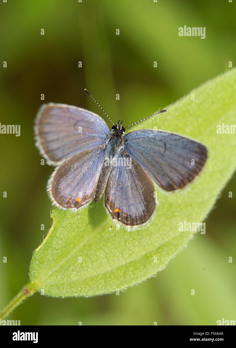 Vue dorsale d'un papillon bleu à queue l'est posé sur une feuille Banque D'Images