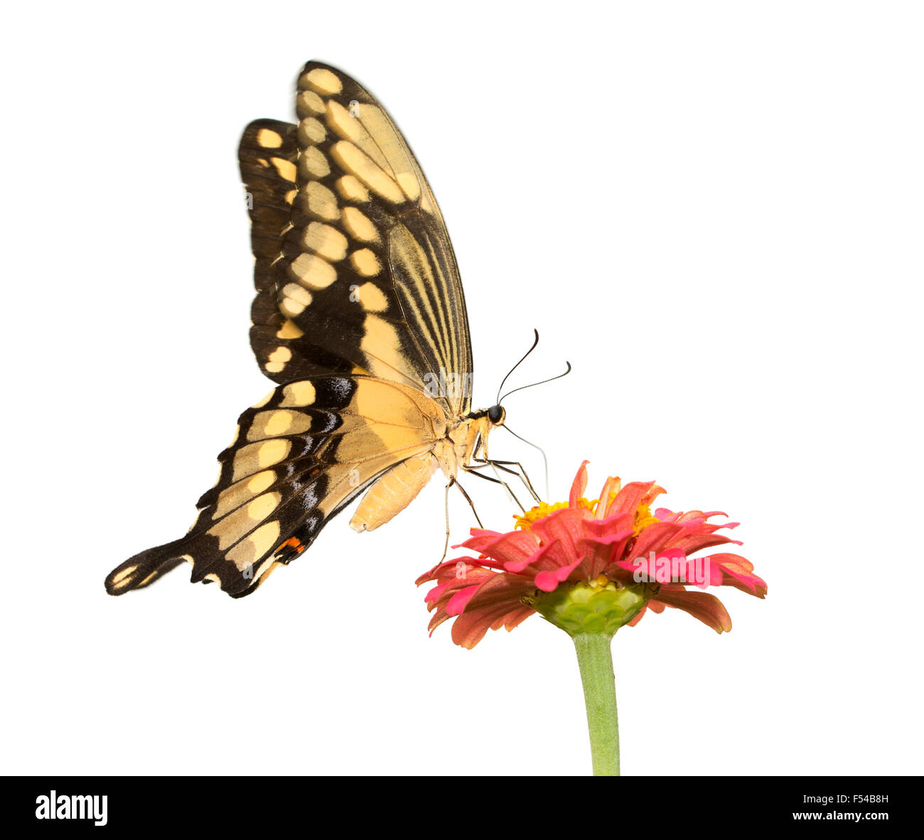 Papilio cresphontes, Giant Swallowtail butterfly se nourrissant d'une rose Zinnia - isolated on white Banque D'Images