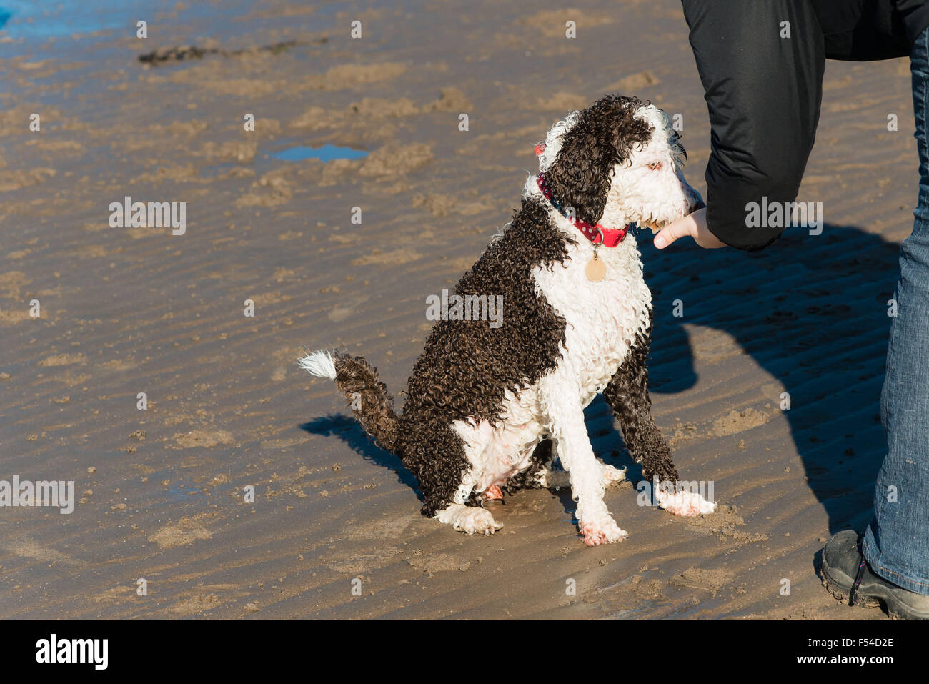 Chien d'eau espagnol s'amusant sur la plage après avoir traiter Banque D'Images