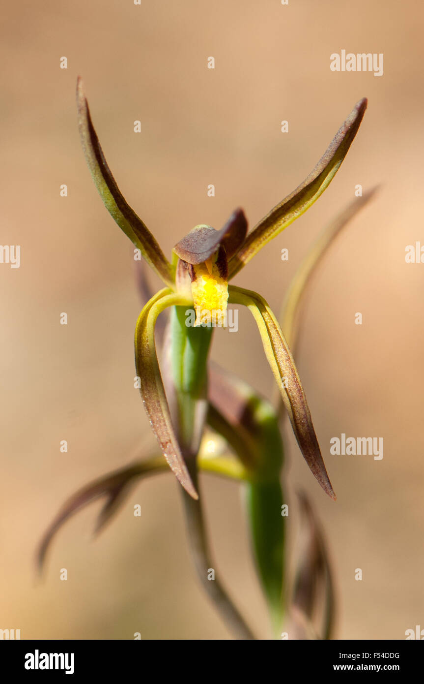 Lyperanthus suaveolens, bec brun Orchid Banque D'Images