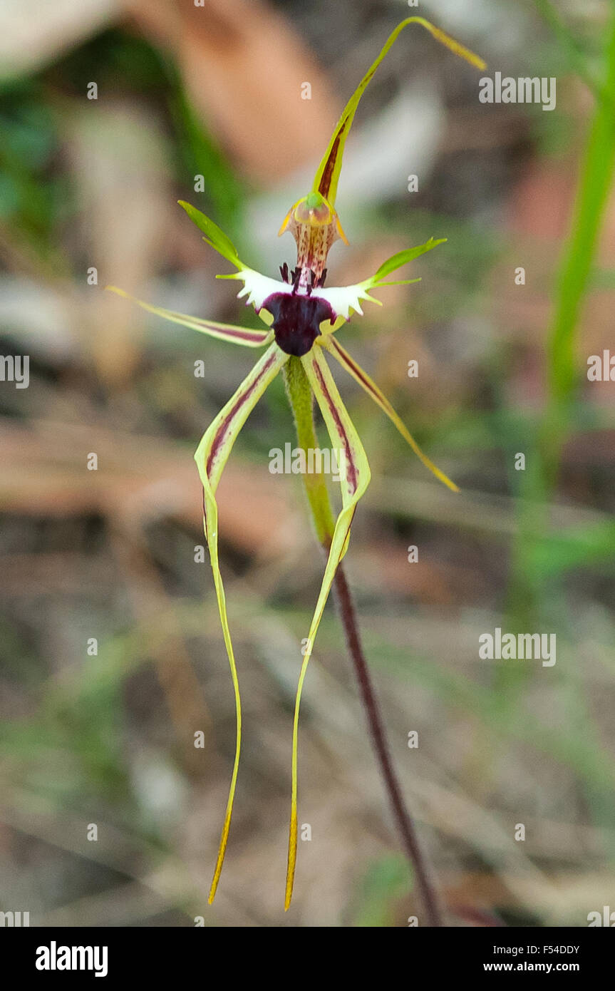 Caladenia tentaculata, Greencomb Grand Orchid Mantis Banque D'Images